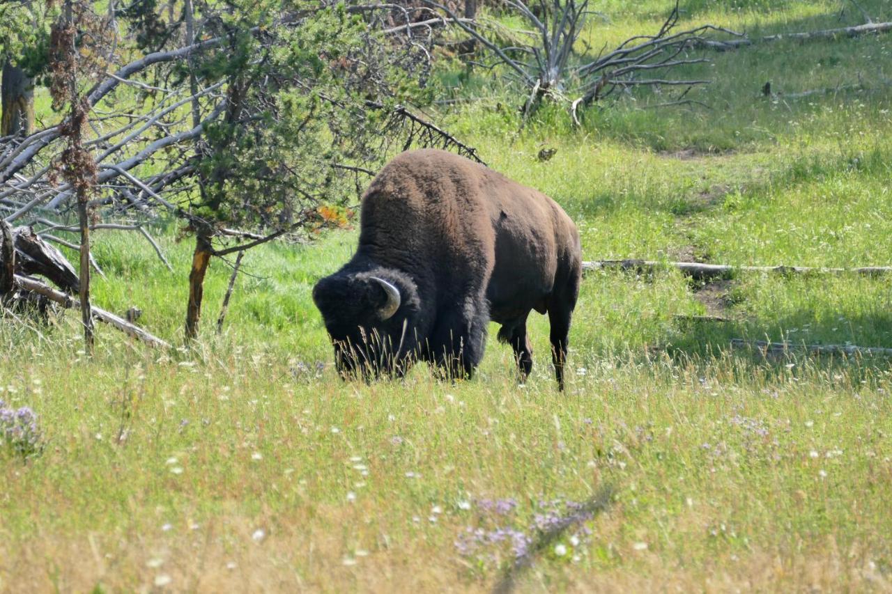 Bill Cody Ranch Hotell Eksteriør bilde